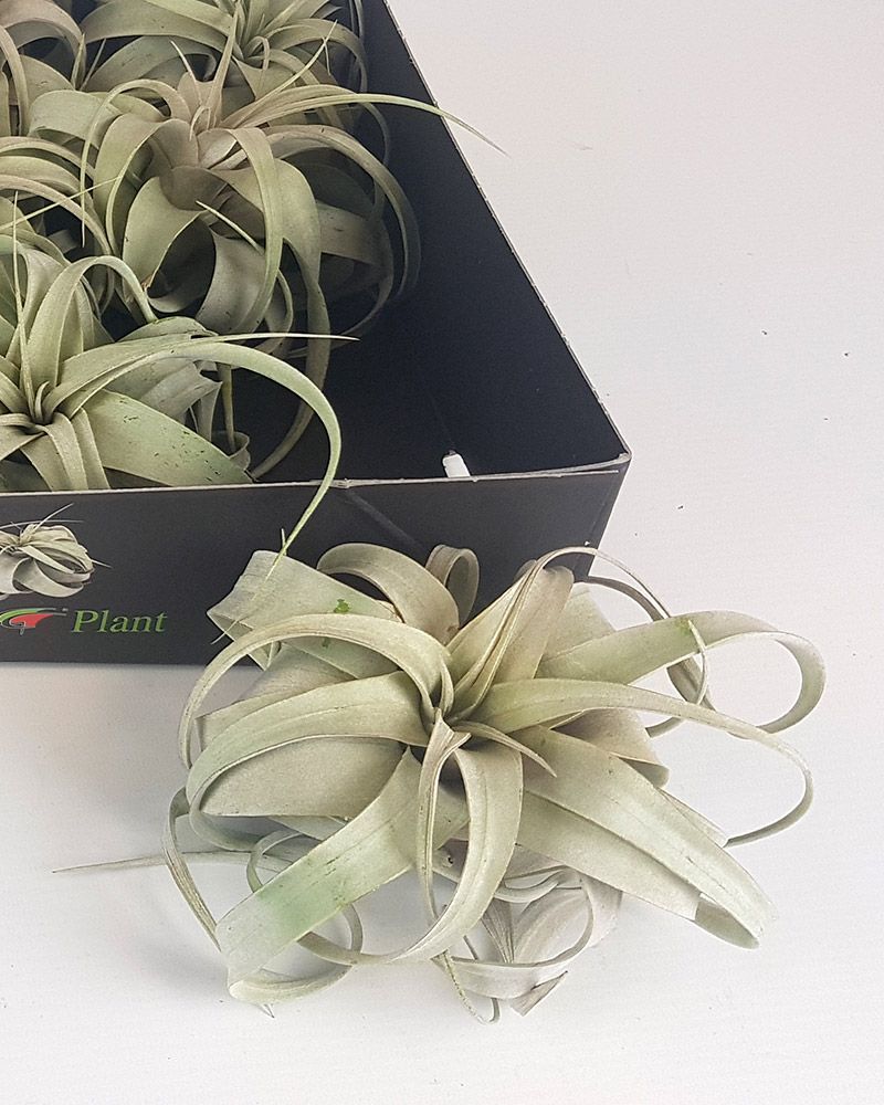 Ilmakasvi silver
