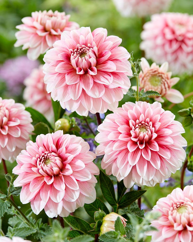 Koristedaalia Strawberry Cream
