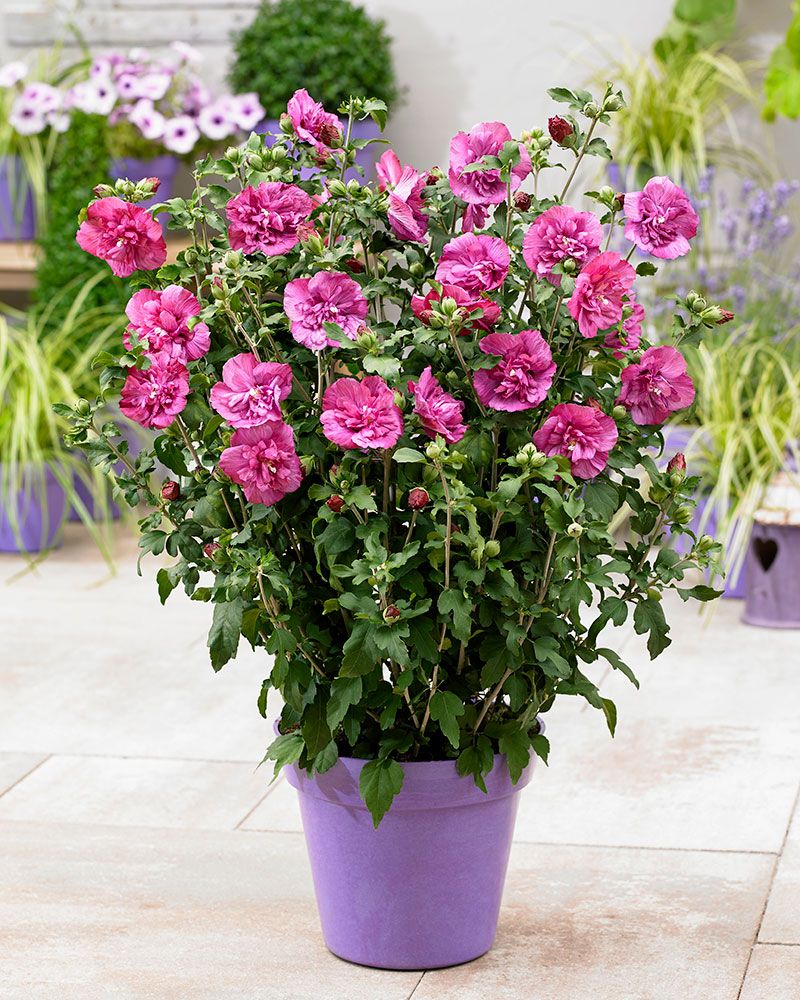Sinihibiskus Magenta Chiffon
