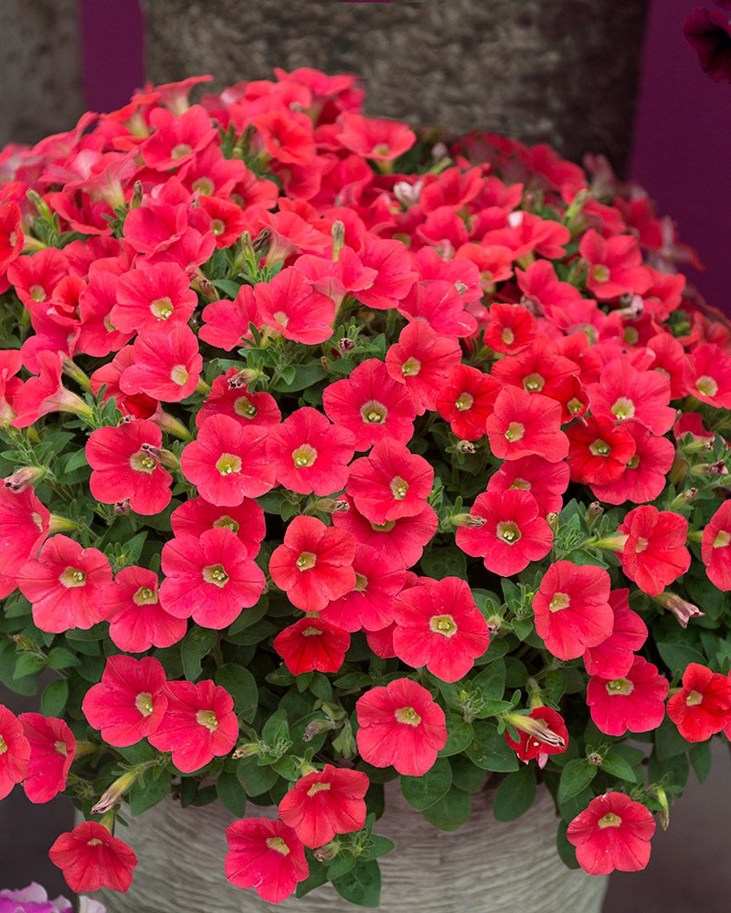 Petunia Shock Wave Coral Crush