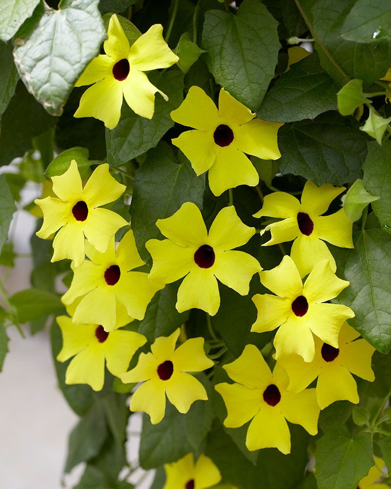 Mustasilmäsusanna Lemon Star