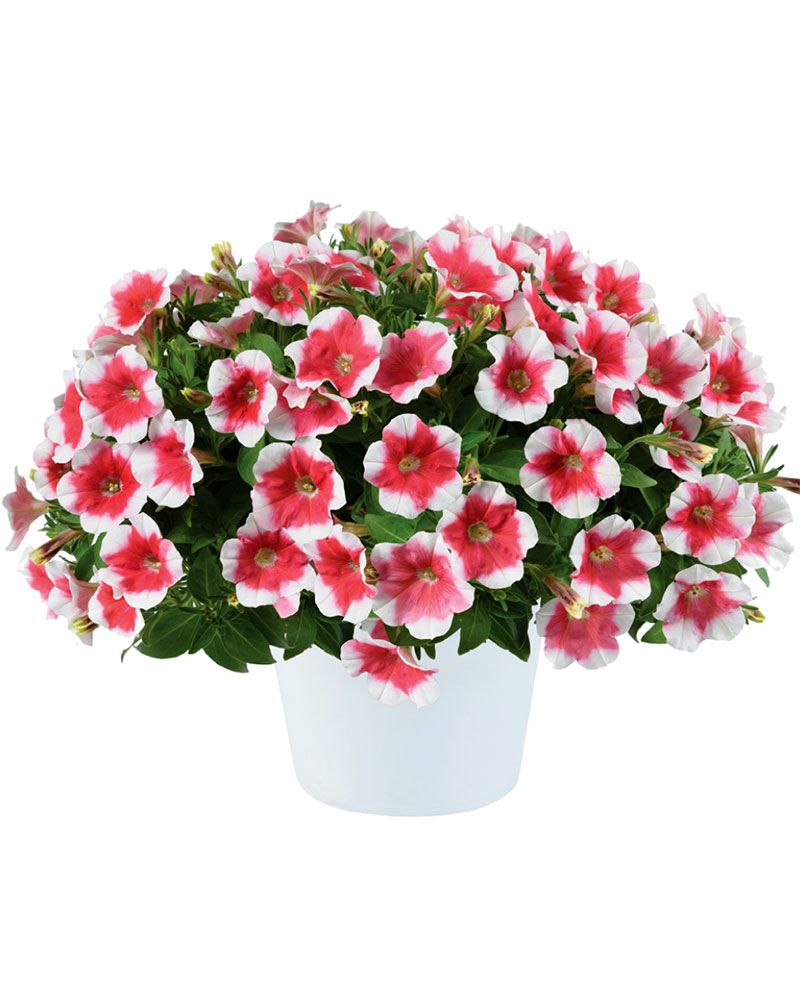 Petunia Cherry Vanilla