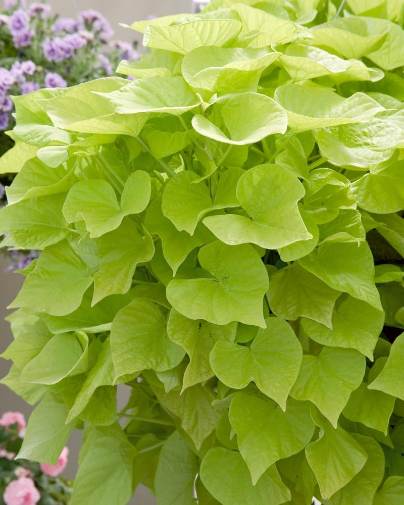 Koristebataatti Lime 3 kpl