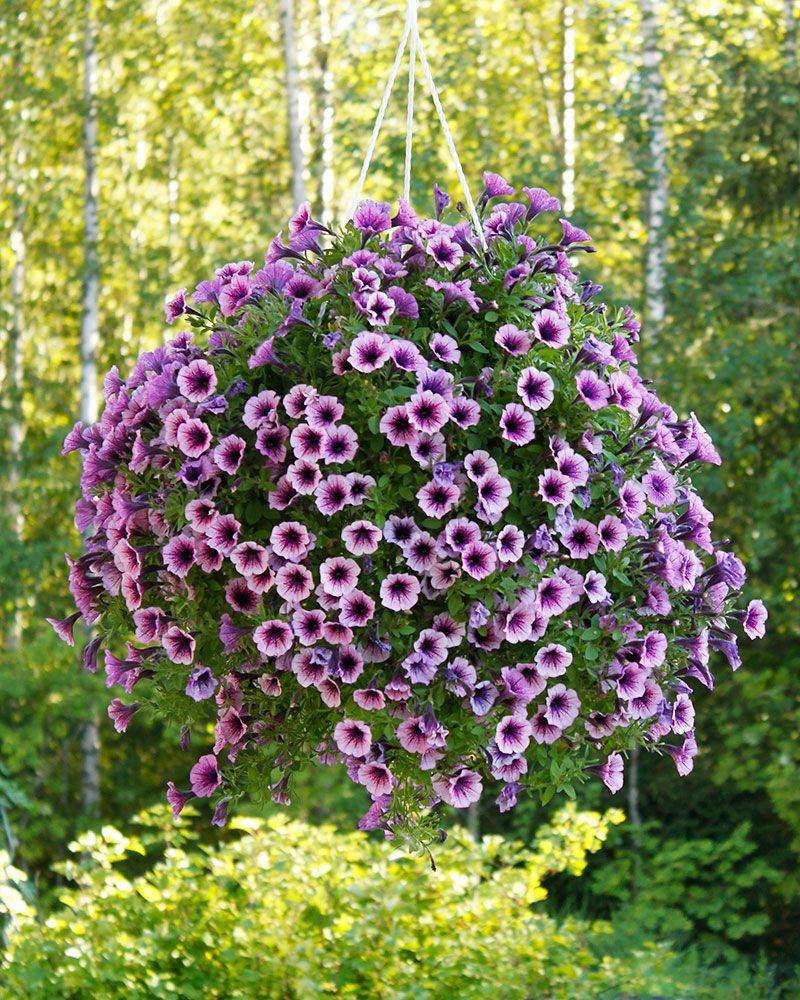 Petunia Purple Vein