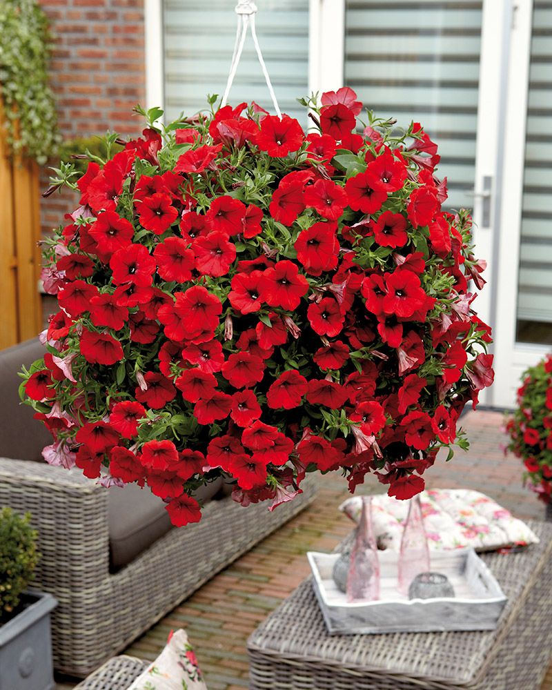 Petunia Ruby Red