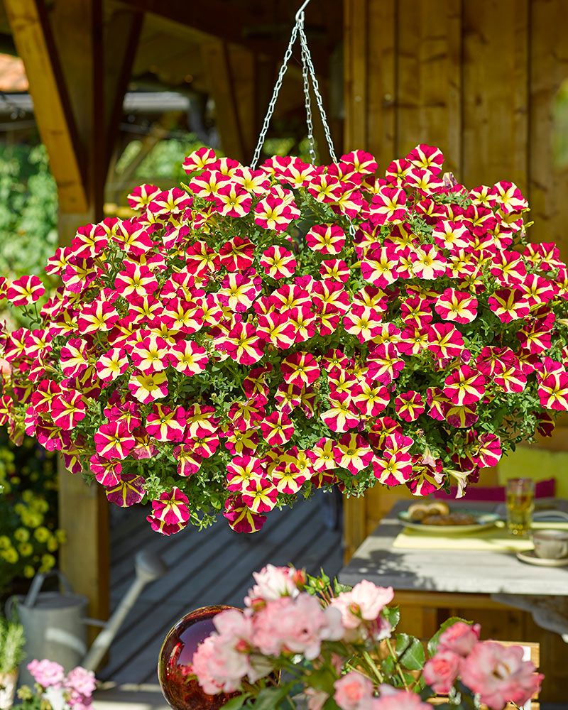 Petunia Queen of Hearts 3 kpl