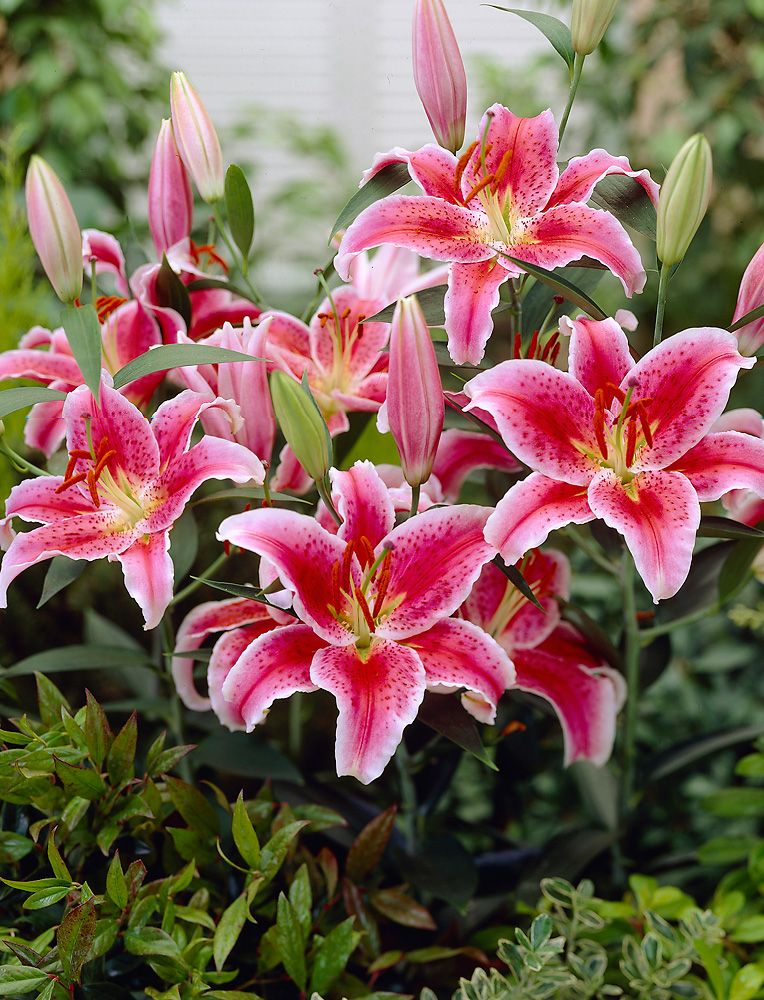 Oriental-lilja Stargazer 5 kpl