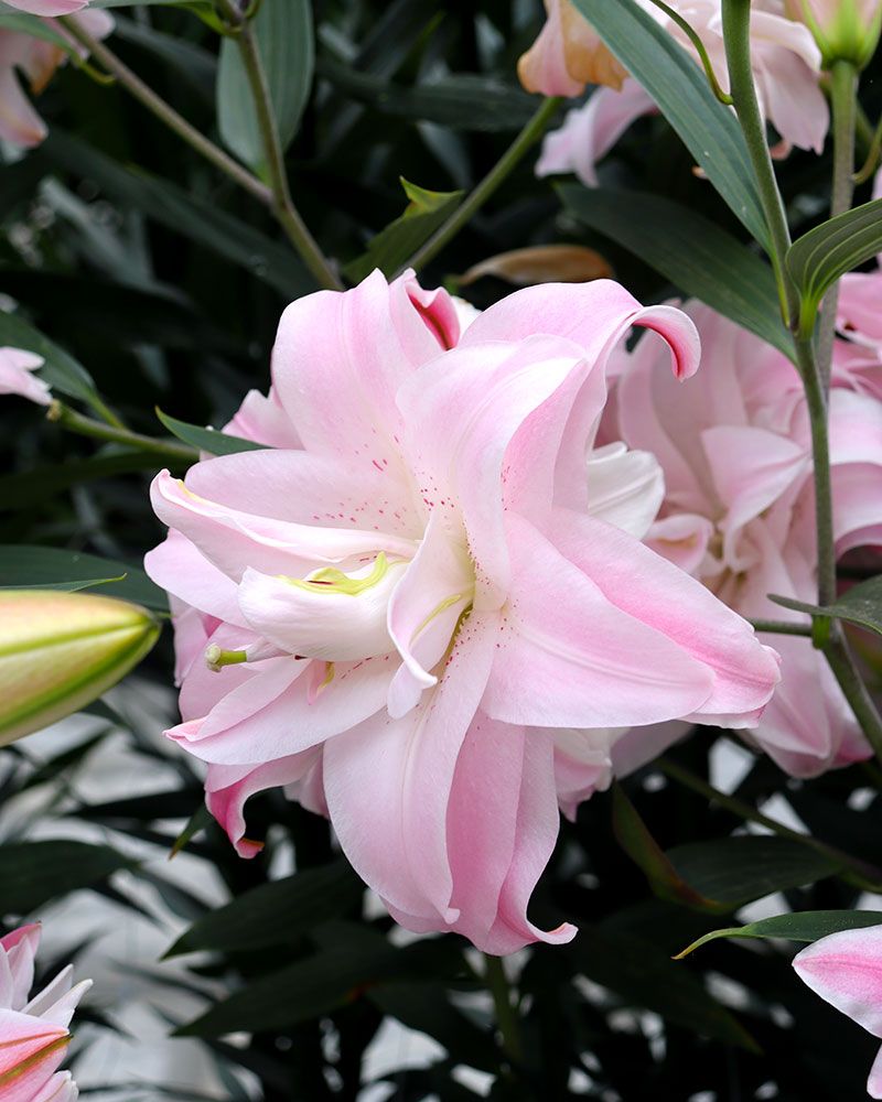 Kerrattu Oriental-lilja Lotus Queen 5 kpl