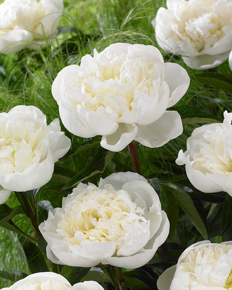 Kiinanpioni Duchesse de Nemours 3 kpl