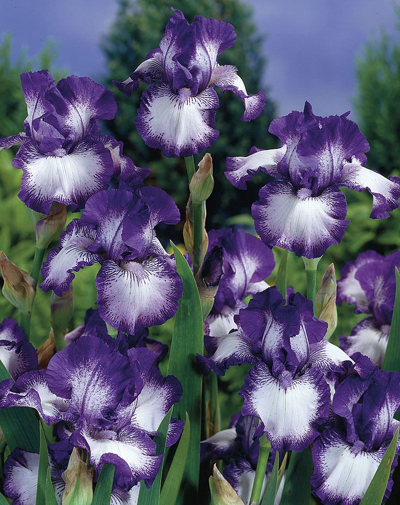 Suviromanssi-perennapenkki syyssipuleilla 123 kpl