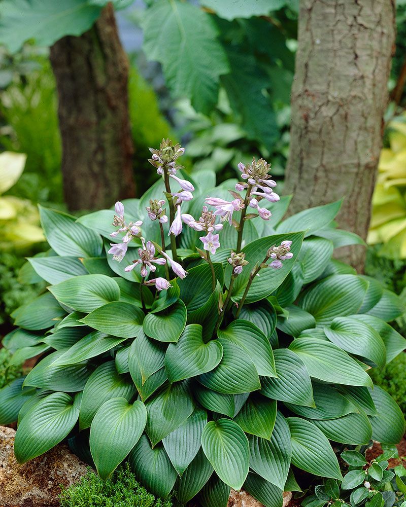 Kuunlilja Devon Green 3 kpl