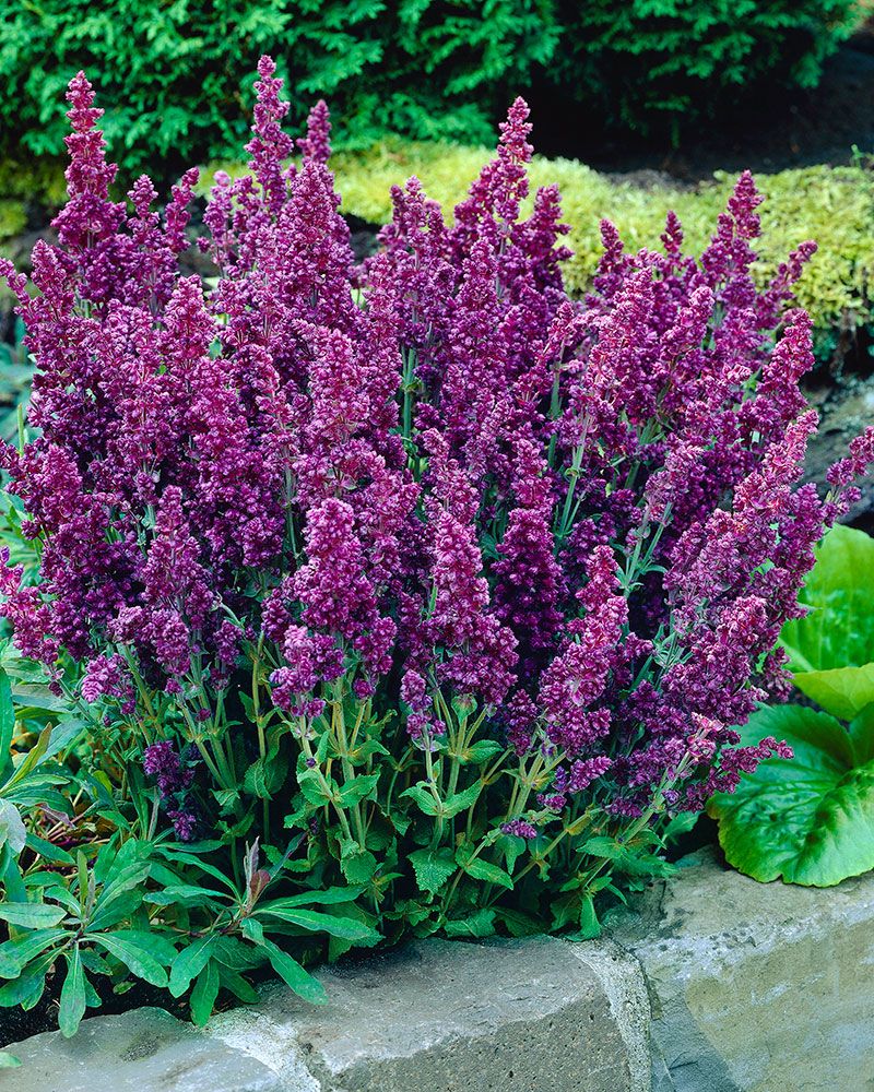 Lehtosalvia Plumosa 3 kpl