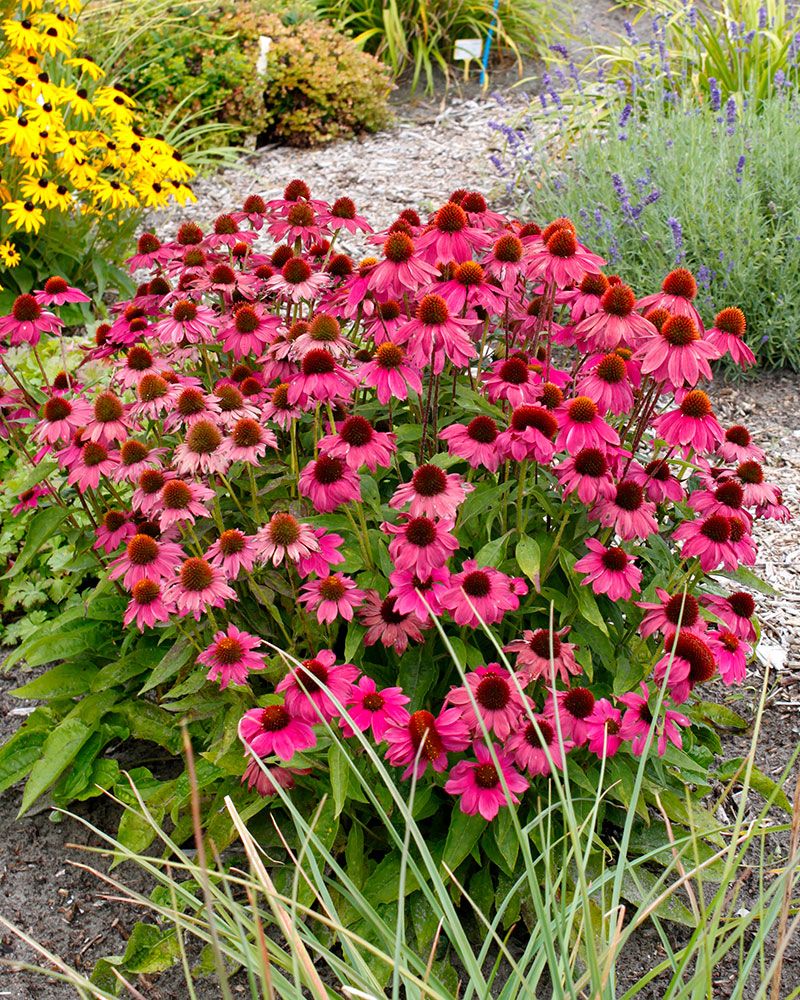 Kaunopunahattu PowWow Wild Berry 3 kpl