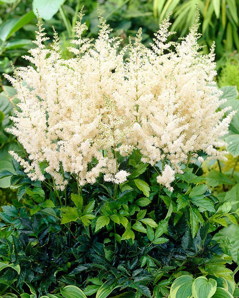 Kuutamolla-perennapenkki 12 kpl