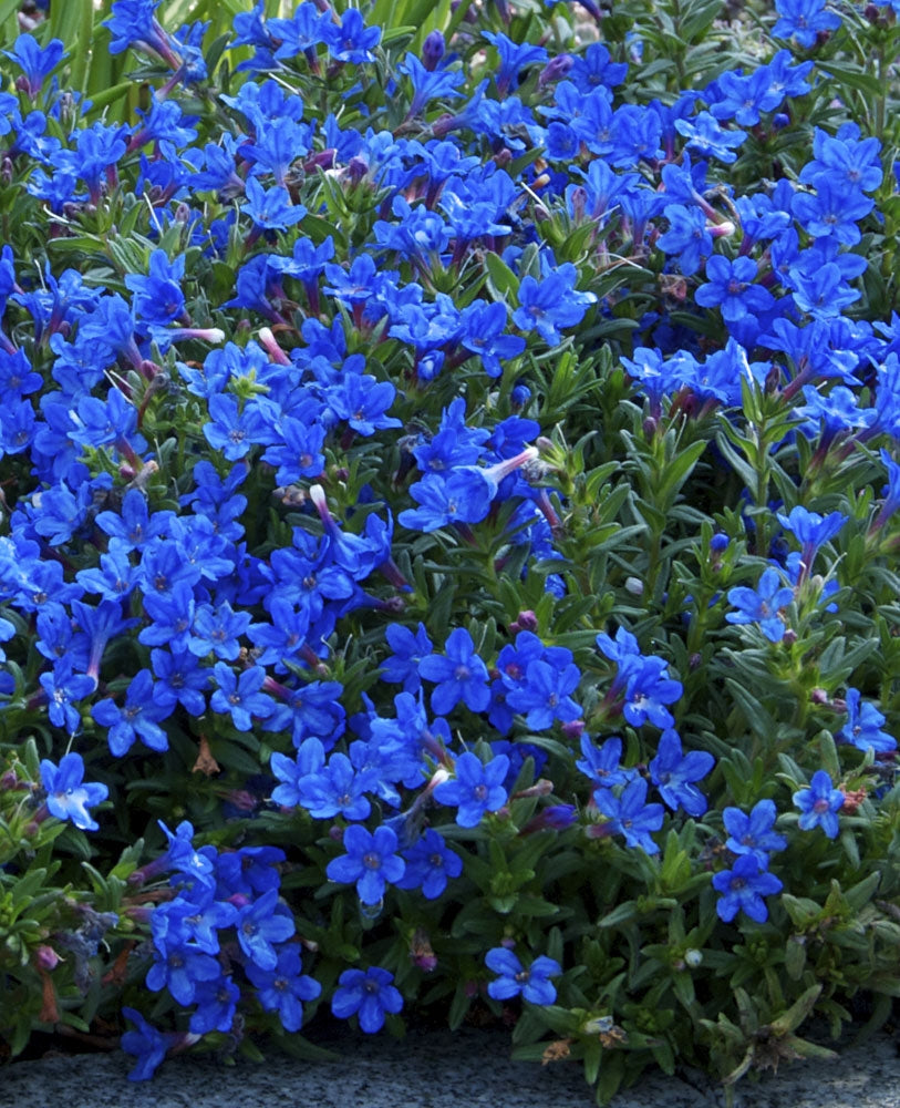 Sinilemmiö Heavenly Blue 3 kpl