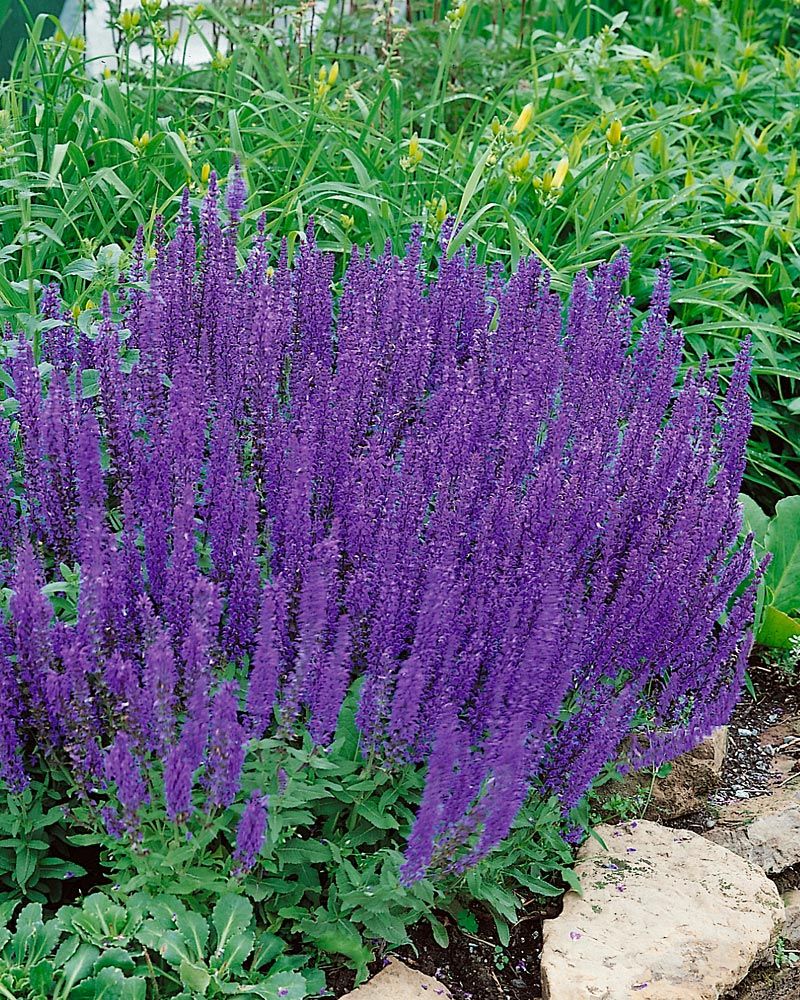 Purppurainen-perennapenkki syyssipuleilla 118 kpl