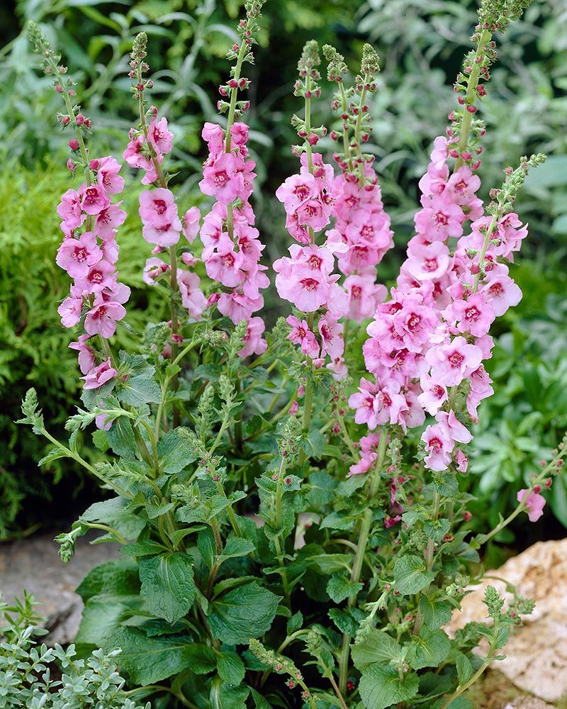 Tarhatulikukka Pink Domino 3 kpl