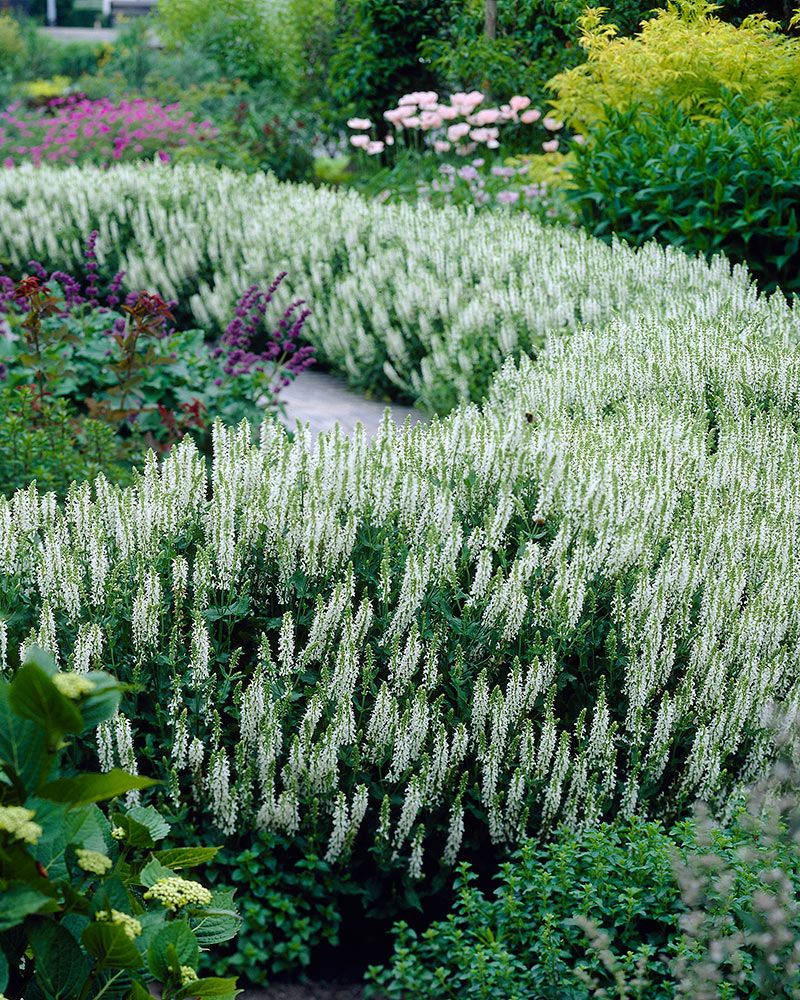 Loistosalvia Schneehugel 3 kpl