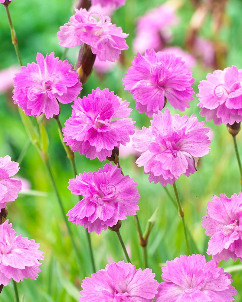 Vuorineilikka Pink Jewel 3 kpl