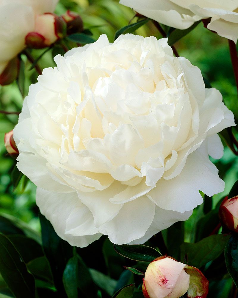 Kiinanpioni Gardenia
