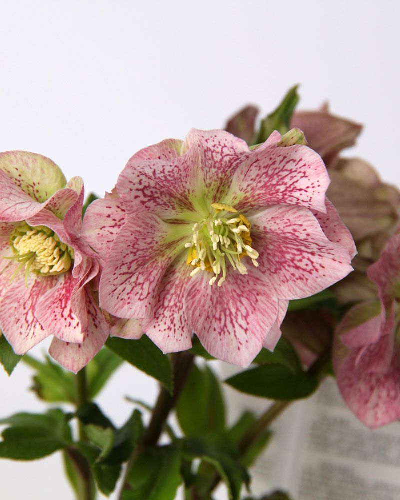 Jouluruusu Double Pink