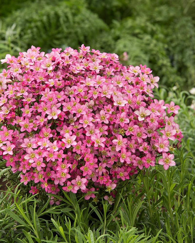 Hunajainen-perennapenkki syyssipuleilla 108 kpl