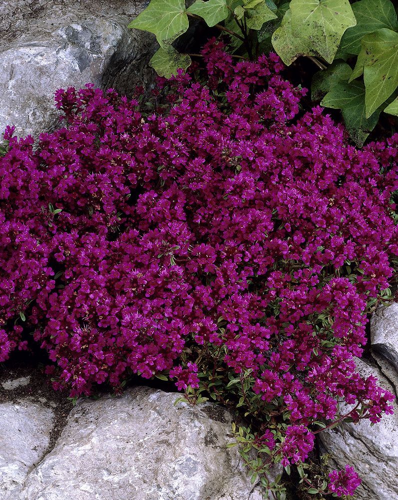 Purppurailta 3 -perennapenkki 23 kpl
