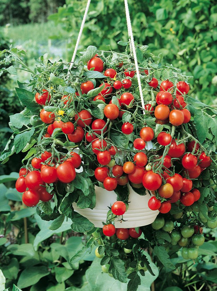 Kotipuutarhurin tomaatti mix 3 kpl