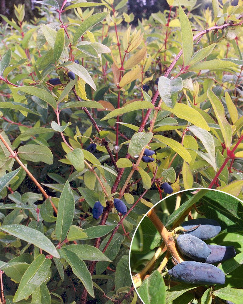 Hunajamarja-lajitelma 3 kpl