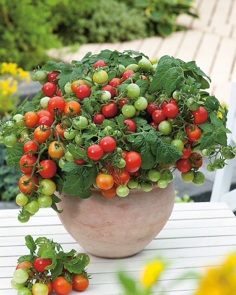 Parveketomaatti mix 6 kpl