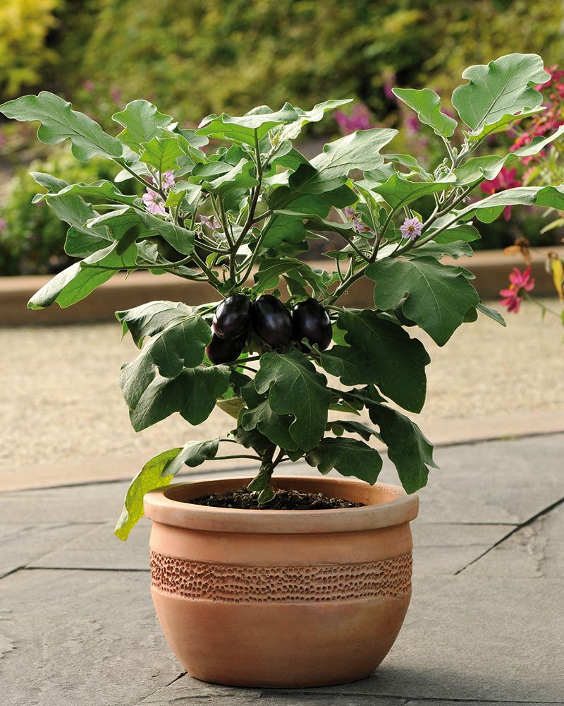 Patiomunakoiso Patio Baby 3 kpl