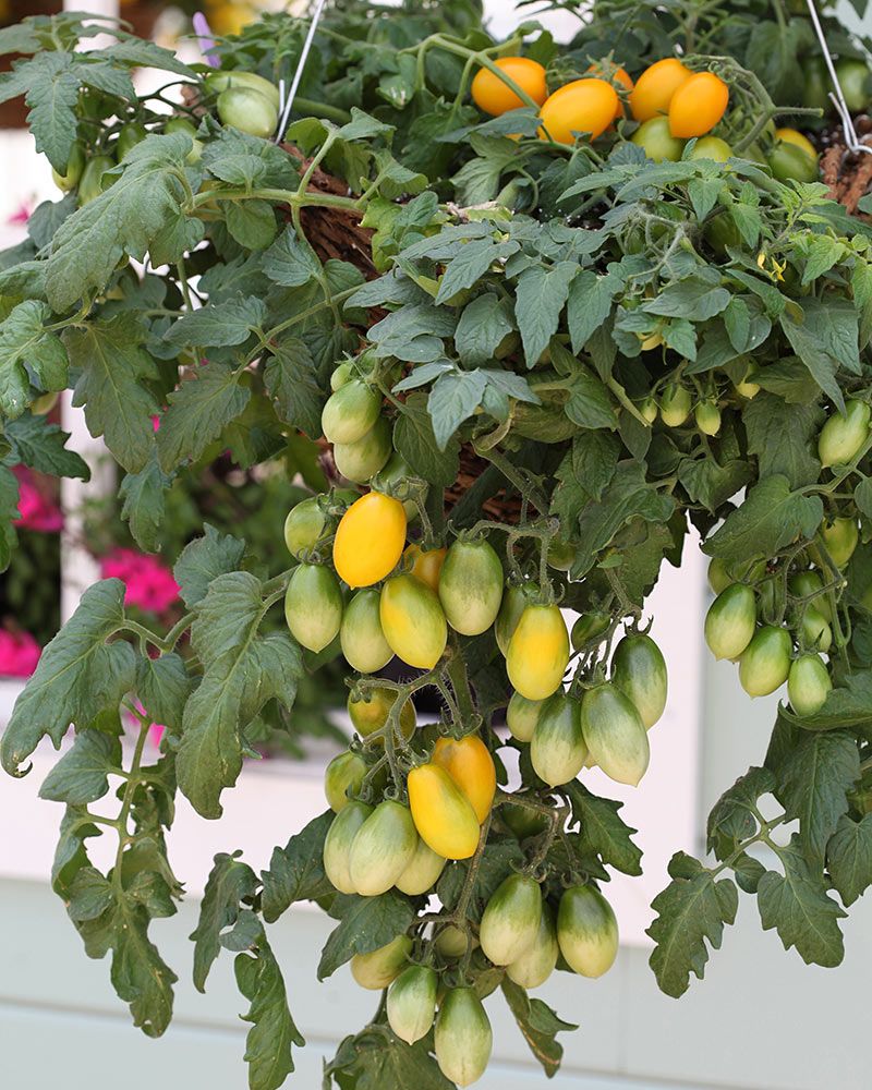 Amppelitomaatti Peardrops 3 kpl