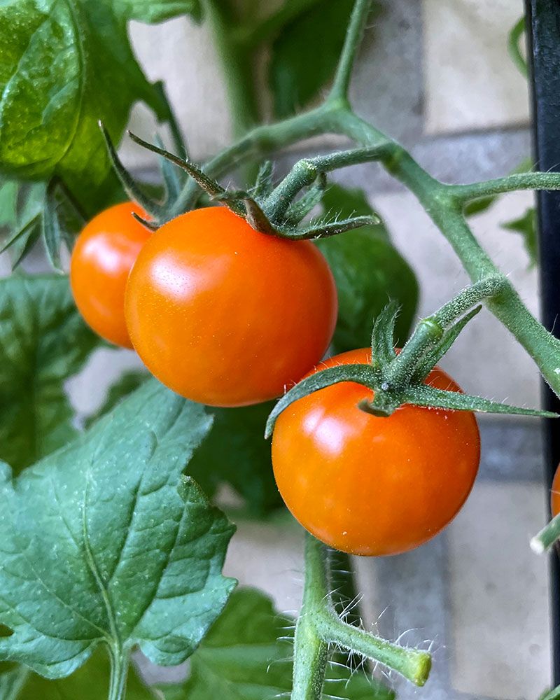 Kirsikkatomaatti Sungold 3 kpl