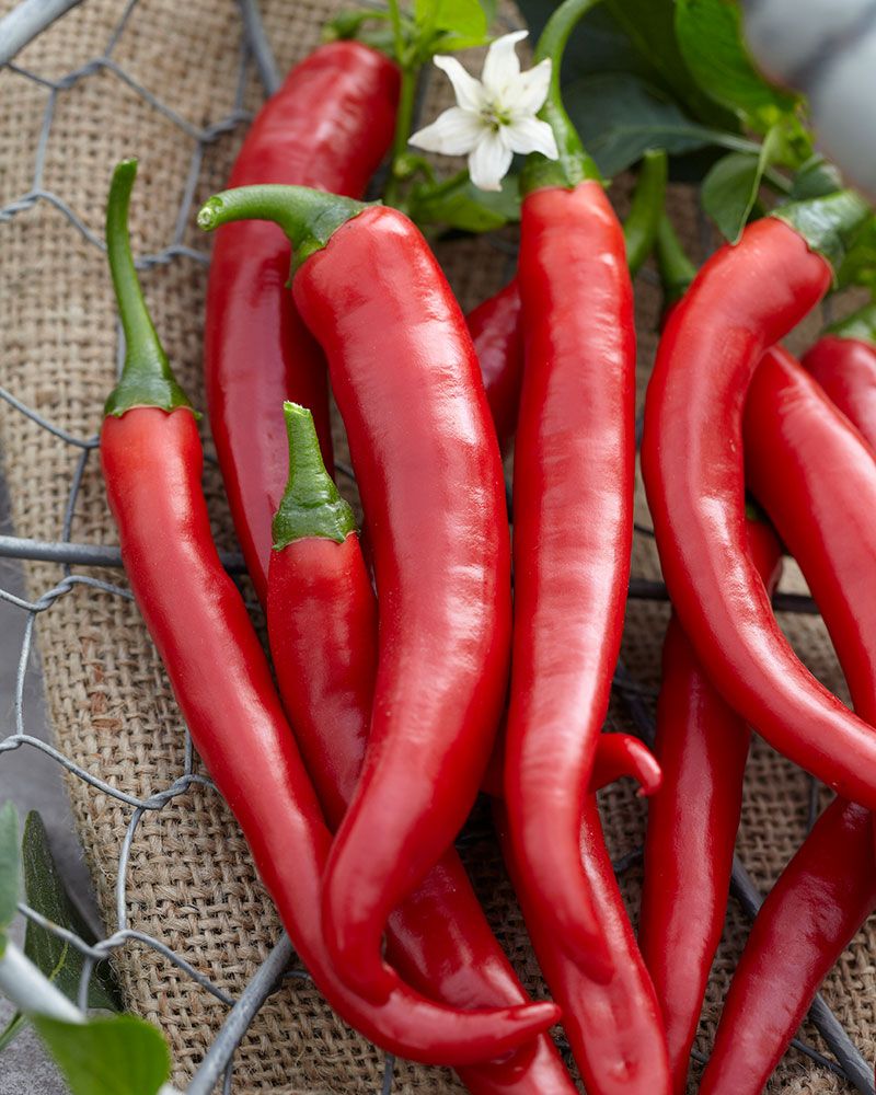 Chilipaprika Fireflame