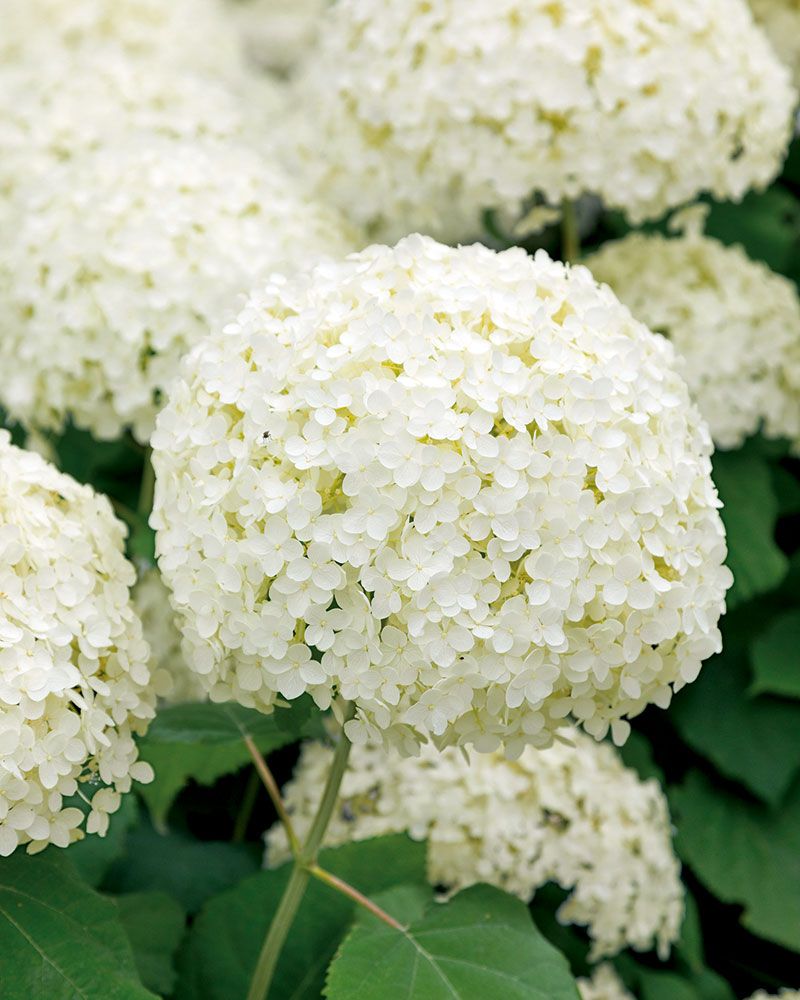Pallohortensia Annabelle