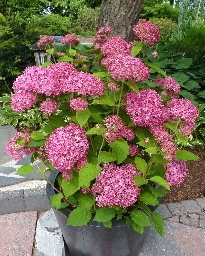 Pallohortensia Pink Annabelle