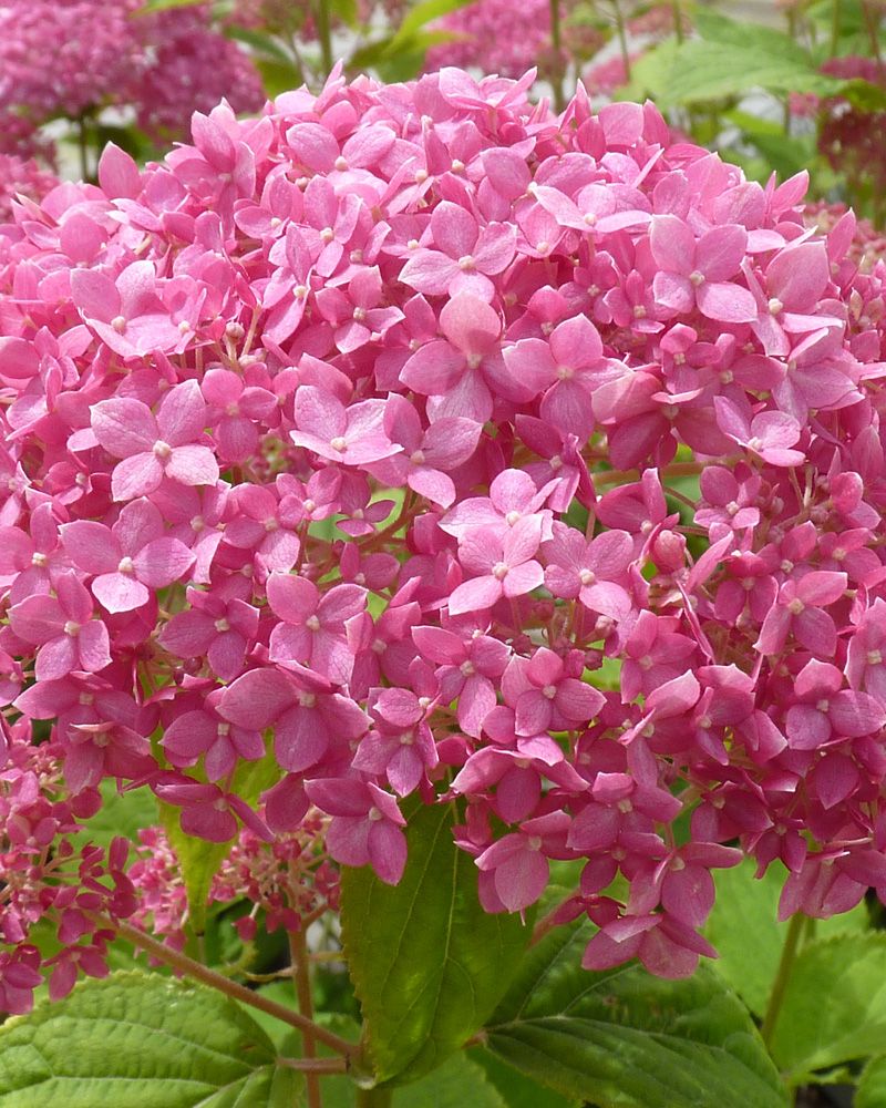 Pallohortensia Pink Annabelle