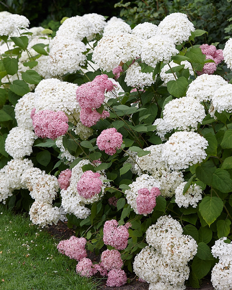 Pallohortensia mix 2 kpl