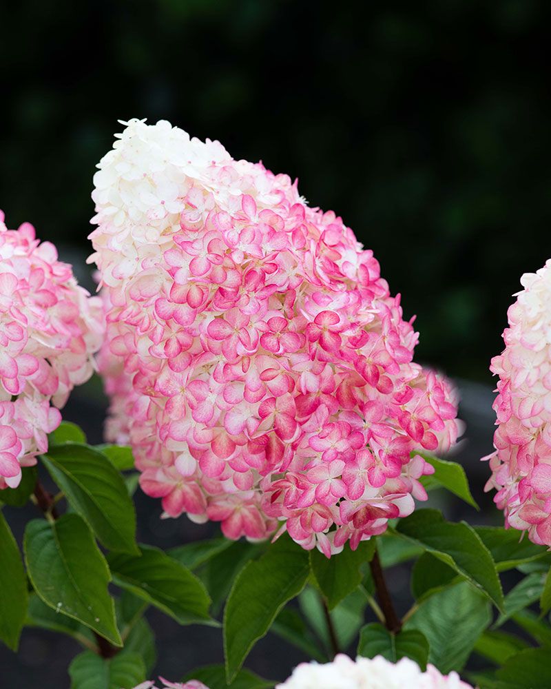 Japaninhortensia Living Pink & Rose
