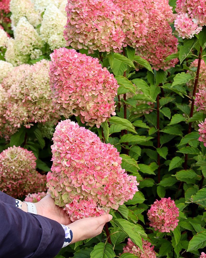Japaninhortensia Living Pink & Rose