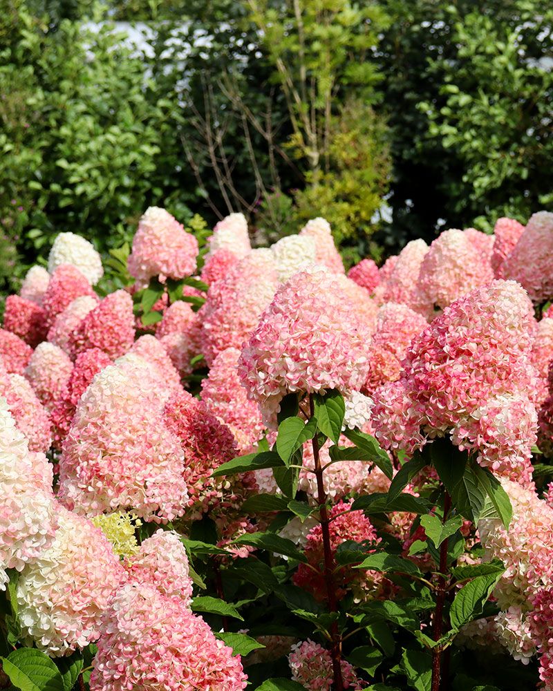 Japaninhortensia Living Pink & Rose