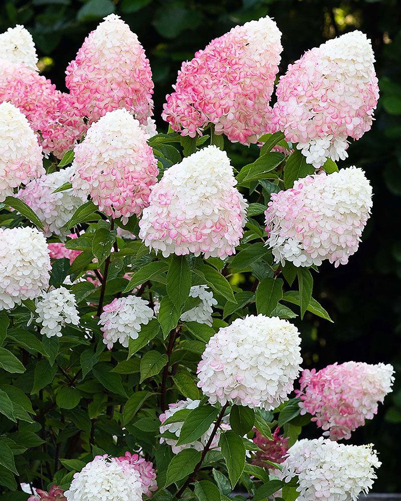 Japaninhortensia Living Pink & Rose