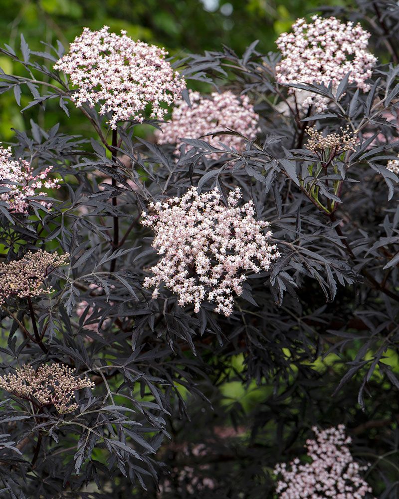 Sulkamustaselja Black Lace