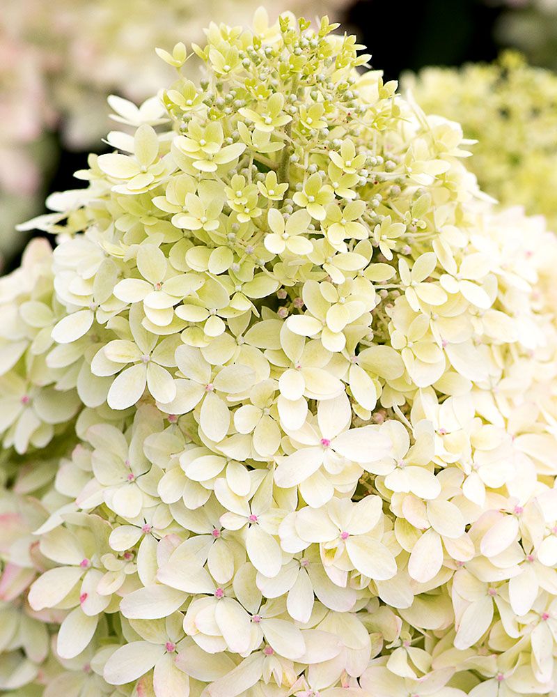 Japaninhortensia Living Royal Flower