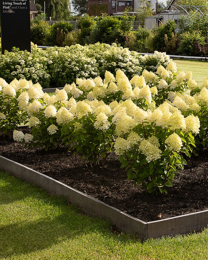 Japaninhortensia Living Sugar Rush