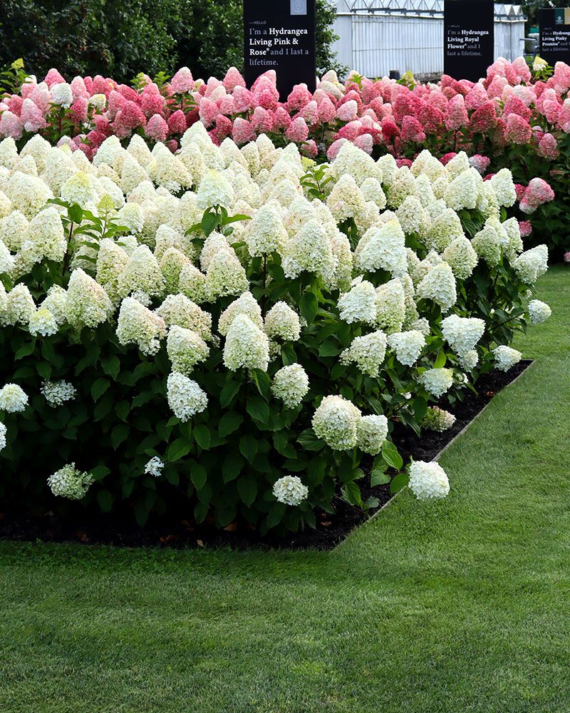 Japaninhortensia Living Sugar Rush