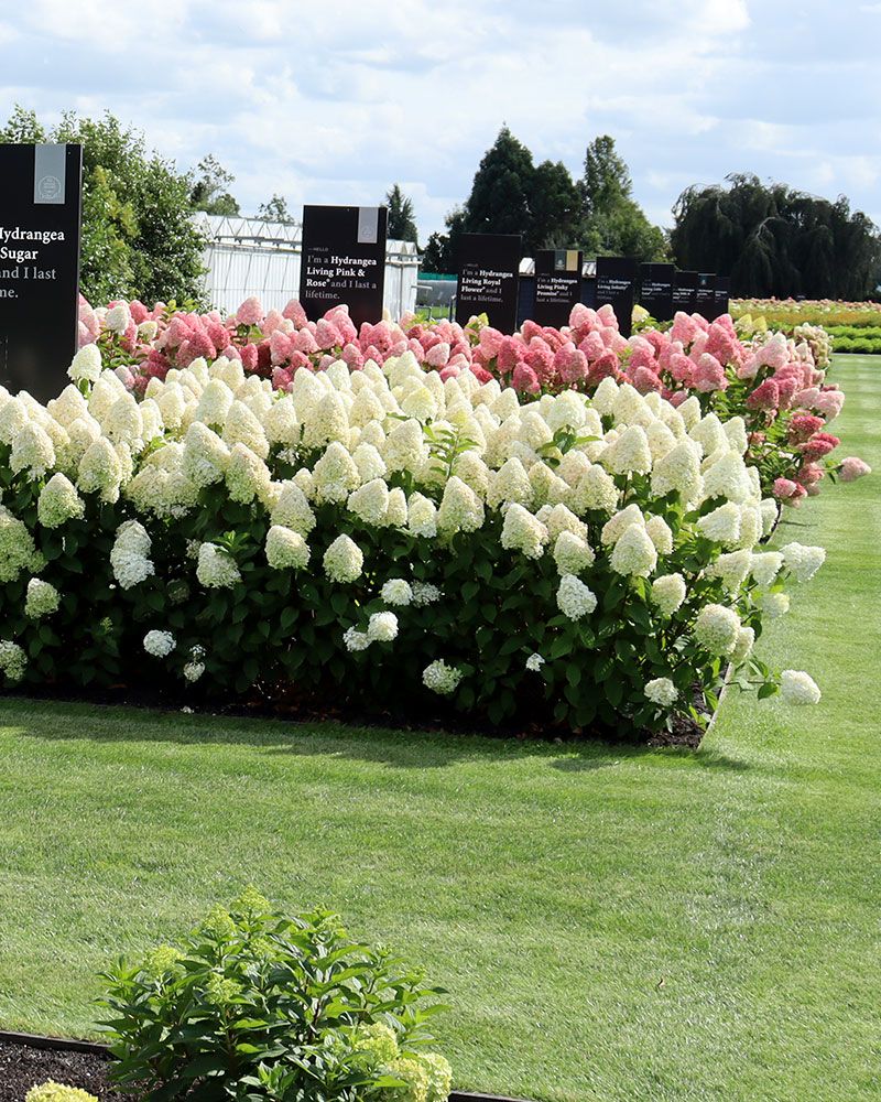 Japaninhortensia Living Sugar Rush