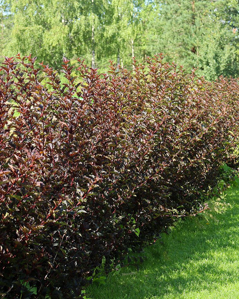 Purppuraheisiangervon aitataimet 6 kpl