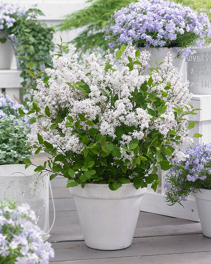 Pikkusyreeni Flowerfesta White