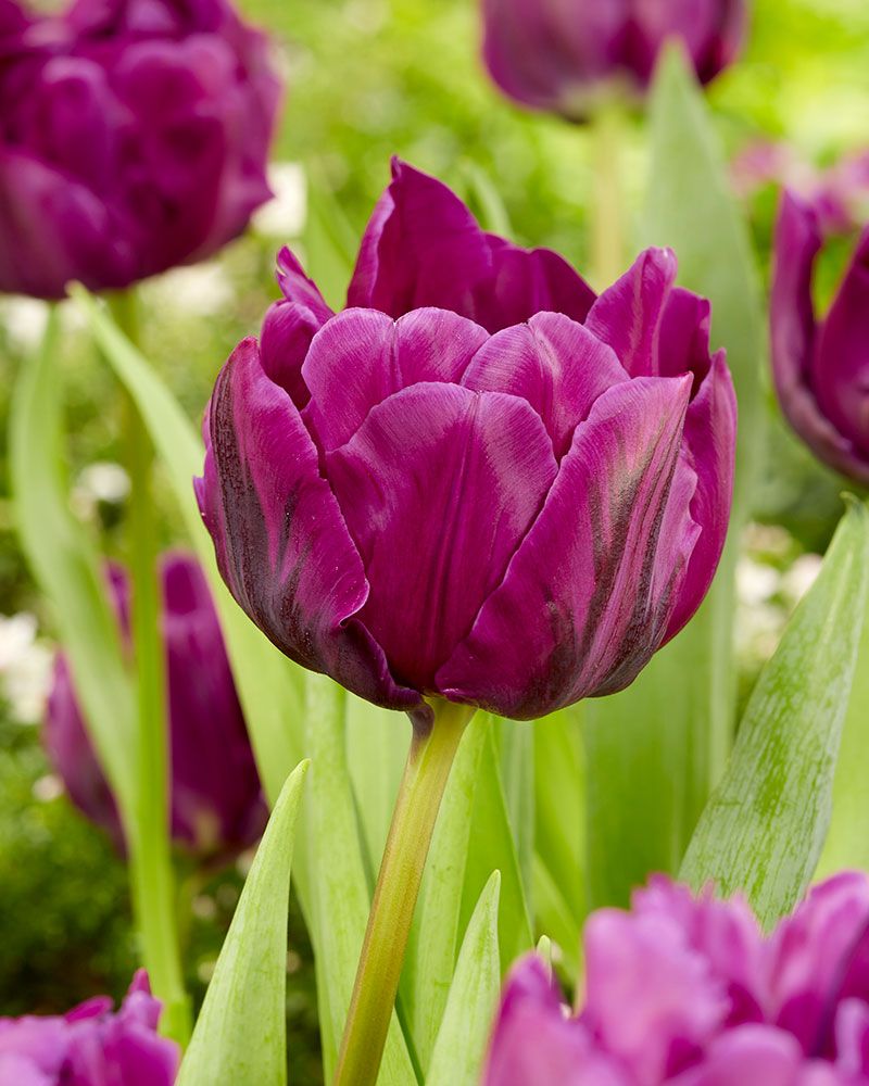 Kerrattu tulppaani Negrita Double 10 kpl